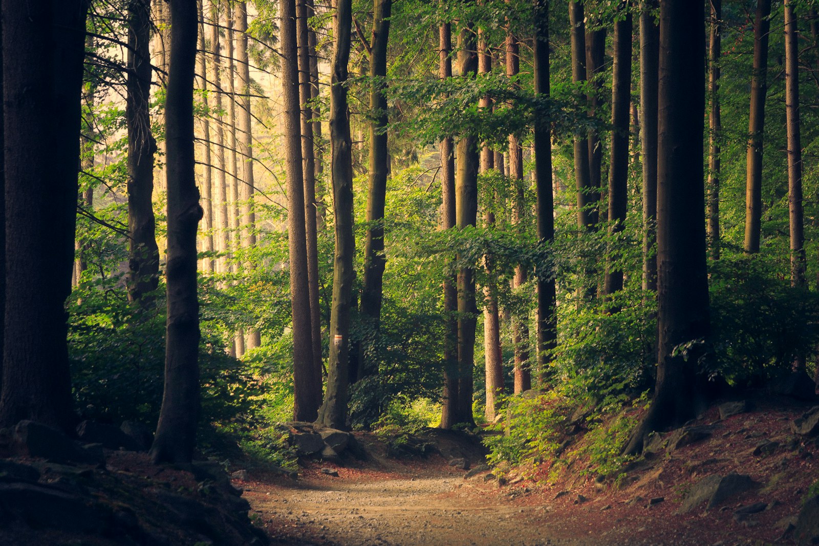 Forest path through dense trees, representing abundant cellulose biomass feedstock. Photo: Unsplash.